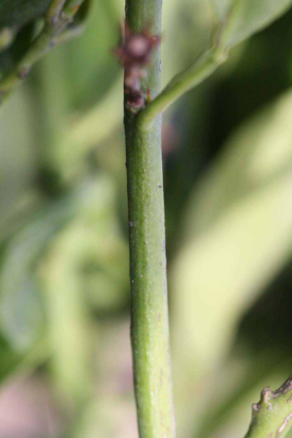            First year twig (Riverside, CA)   